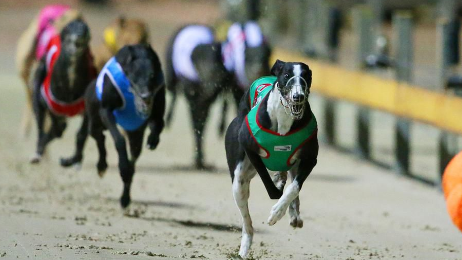 Greyhound Racing NSW To Introduce Additional Country Class Meetings ...