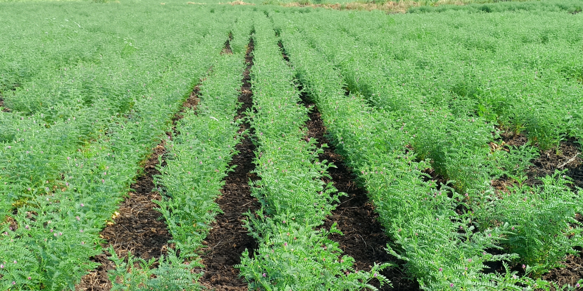 Chickpea crop